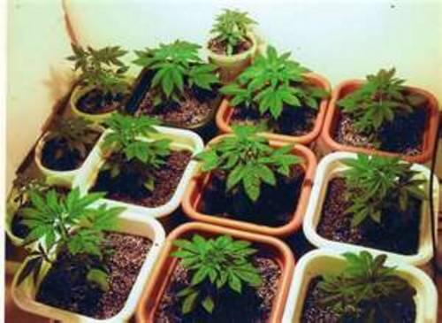 drug trends marijuana growing
